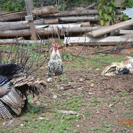 Mouson Melathron Elafina