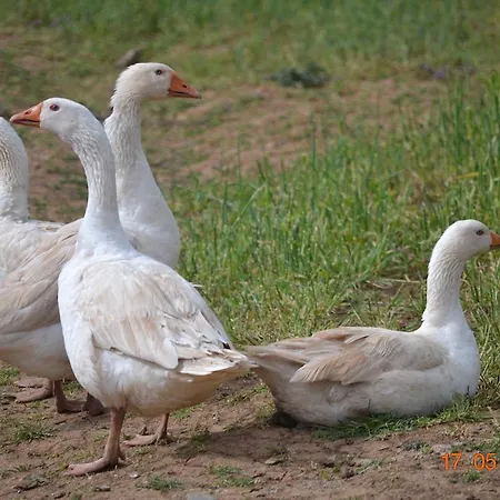 Mouson Melathron Affittacamere