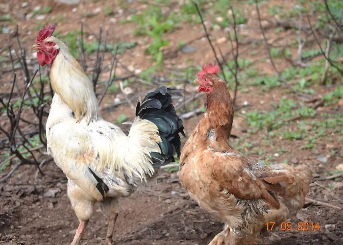 Гостевой дом Mouson Melathron