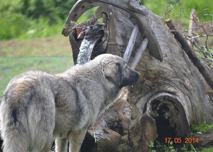 Гостевой дом Mouson Melathron 3*