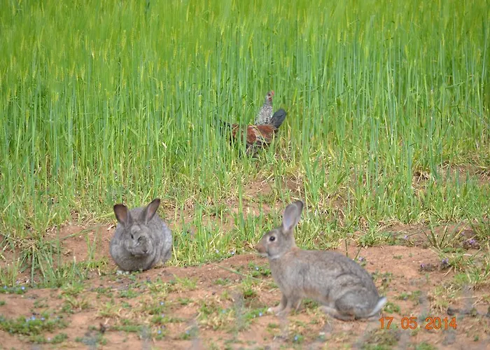 Гостевой дом Mouson Melathron 3*