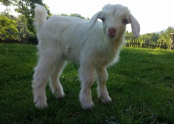 Mouson Melathron Гостевой дом Elafina